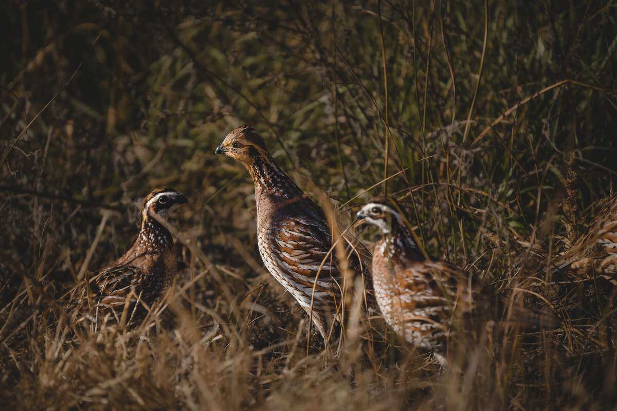 Managing for Bobwhite Quail in southeast Minnesota