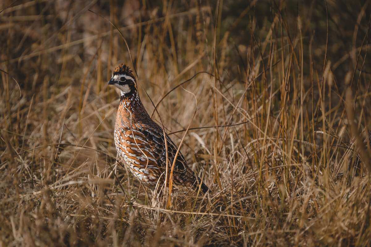 Managing for Bobwhite Quail in southeast Minnesota